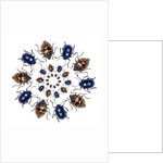 Beetle Circular design with small round beetles in the Chrysomelidae family by Anonymous