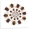 Beetle Circular design with small round beetles in the Chrysomelidae family by Anonymous