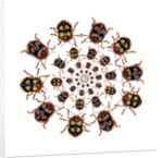 Beetle Circular design with small round beetles in the Chrysomelidae family by Anonymous