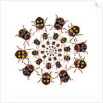 Beetle Circular design with small round beetles in the Chrysomelidae family by Anonymous