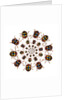 Beetle Circular design with small round beetles in the Chrysomelidae family by Anonymous