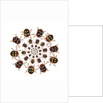 Beetle Circular design with small round beetles in the Chrysomelidae family by Anonymous