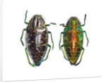 Jewel beetle Poloybothris sumptuosa sumptuosa by Anonymous