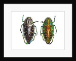 Jewel beetle Poloybothris sumptuosa sumptuosa by Anonymous