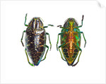 Jewel beetle Poloybothris sumptuosa sumptuosa by Anonymous