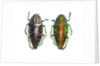 Jewel beetle Poloybothris sumptuosa sumptuosa by Anonymous