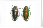 Jewel beetle Poloybothris sumptuosa sumptuosa by Anonymous