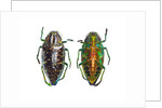 Jewel beetle Poloybothris sumptuosa sumptuosa by Anonymous