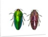 Top and underside view of Jewel Beetle Callopistus castelnaudi by Anonymous