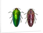 Top and underside view of Jewel Beetle Callopistus castelnaudi by Anonymous