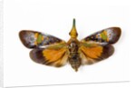Flying bug from Asia Pyrops in the Fulgoridae family by Anonymous