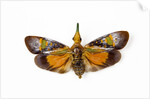 Flying bug from Asia Pyrops in the Fulgoridae family by Anonymous