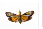 Flying bug from Asia Pyrops in the Fulgoridae family by Anonymous