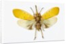 Pyrops cyanirostris flying insect in the Fulgoridae family from Asia by Anonymous