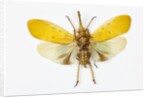 Pyrops cyanirostris flying insect in the Fulgoridae family from Asia by Anonymous