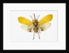 Pyrops cyanirostris flying insect in the Fulgoridae family from Asia by Anonymous