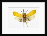 Pyrops cyanirostris flying insect in the Fulgoridae family from Asia by Anonymous