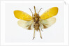 Pyrops cyanirostris flying insect in the Fulgoridae family from Asia by Anonymous