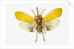 Pyrops cyanirostris flying insect in the Fulgoridae family from Asia by Anonymous