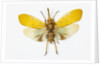 Pyrops cyanirostris flying insect in the Fulgoridae family from Asia by Anonymous