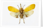 Pyrops cyanirostris flying insect in the Fulgoridae family from Asia by Anonymous