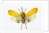 Pyrops cyanirostris flying insect in the Fulgoridae family from Asia by Anonymous