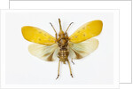Pyrops cyanirostris flying insect in the Fulgoridae family from Asia by Anonymous