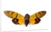 Flying insect from Asia in the Cicada family on white background by Anonymous