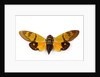 Flying insect from Asia in the Cicada family on white background by Anonymous