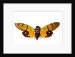 Flying insect from Asia in the Cicada family on white background by Anonymous