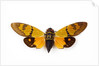 Flying insect from Asia in the Cicada family on white background by Anonymous
