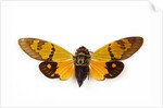 Flying insect from Asia in the Cicada family on white background by Anonymous