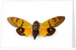 Flying insect from Asia in the Cicada family on white background by Anonymous