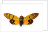 Flying insect from Asia in the Cicada family on white background by Anonymous