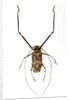 Very long legged Beetle from Peru Acrocinus longimanus by Anonymous