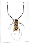 Very long legged Beetle from Peru Acrocinus longimanus by Anonymous