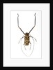 Very long legged Beetle from Peru Acrocinus longimanus by Anonymous