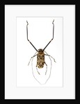 Very long legged Beetle from Peru Acrocinus longimanus by Anonymous