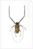 Very long legged Beetle from Peru Acrocinus longimanus by Anonymous