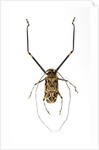 Very long legged Beetle from Peru Acrocinus longimanus by Anonymous
