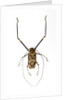 Very long legged Beetle from Peru Acrocinus longimanus by Anonymous