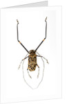 Very long legged Beetle from Peru Acrocinus longimanus by Anonymous