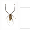 Very long legged Beetle from Peru Acrocinus longimanus by Anonymous