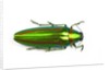 Jewel beetle Chrysochro rajah thailandica from Thailand by Anonymous