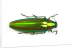 Jewel beetle Chrysochro rajah thailandica from Thailand by Anonymous