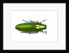 Jewel beetle Chrysochro rajah thailandica from Thailand by Anonymous