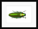 Jewel beetle Chrysochro rajah thailandica from Thailand by Anonymous