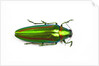 Jewel beetle Chrysochro rajah thailandica from Thailand by Anonymous