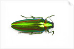 Jewel beetle Chrysochro rajah thailandica from Thailand by Anonymous