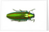 Jewel beetle Chrysochro rajah thailandica from Thailand by Anonymous